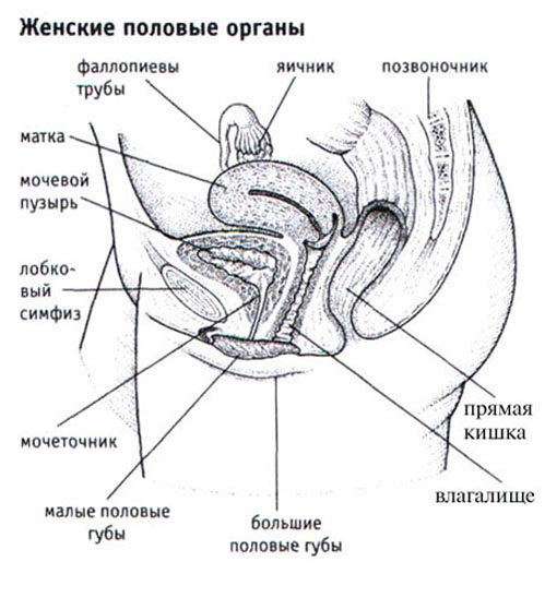 Сиповки Девочки Фото